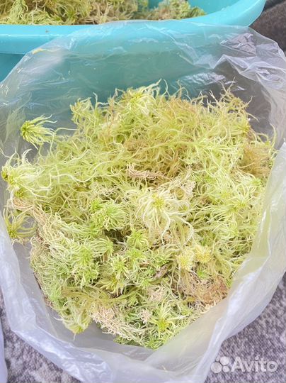 Мох сфагнум живой