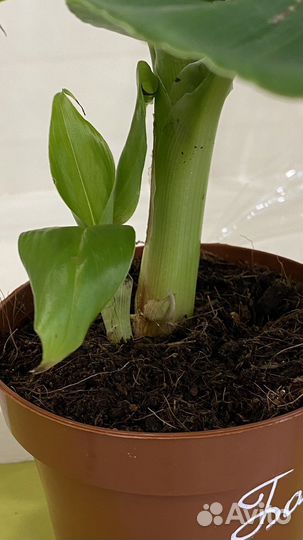 Банановое дерево банан банановая пальма