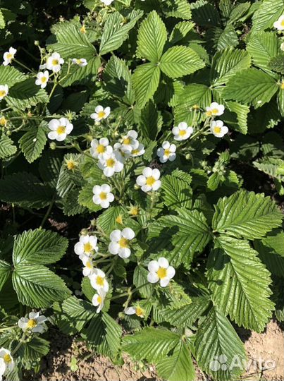 Саженцы Земляника ананасная