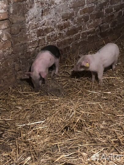 Поросята