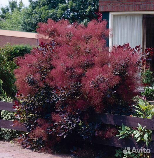 Самшит шар и кусты. Скумпия