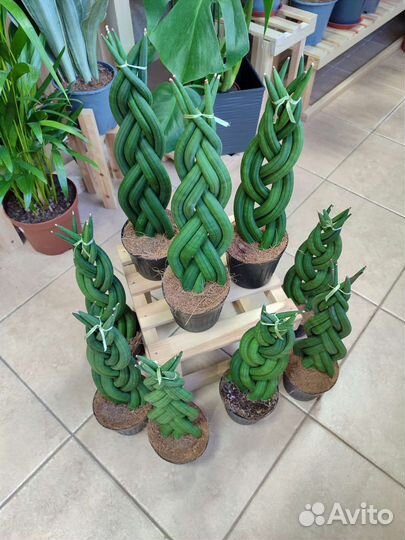 Сансевиерия Цилиндрика