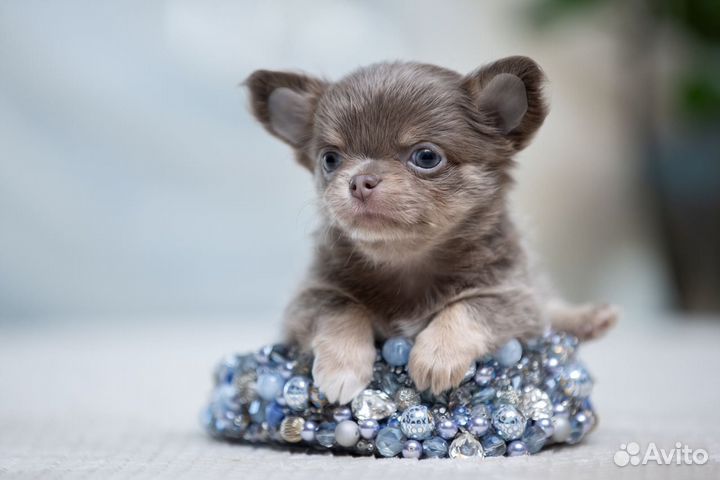 Шикарные щенки Мини Чихуахуа мальчики и девочки
