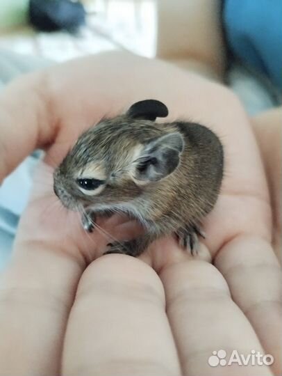 Дегу малыши