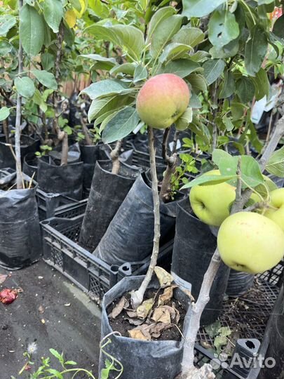 Саженцы плодовых деревьев зкс