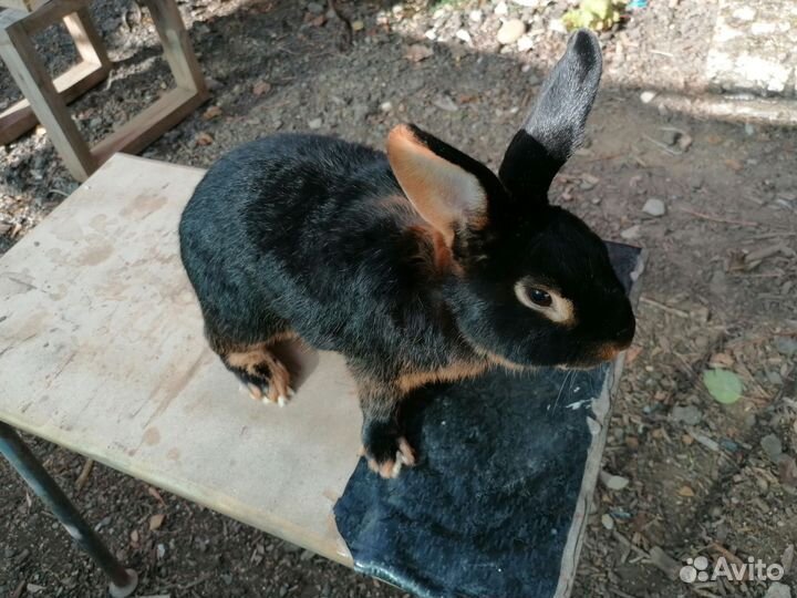 Кролик чёрно огненный