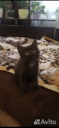 Котенок