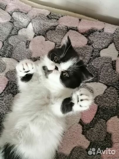 Кошечка экзот