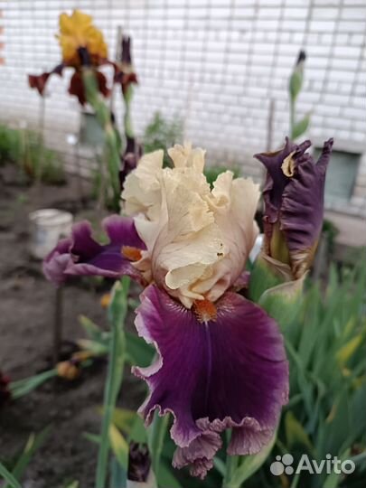 Ирисы бородатые