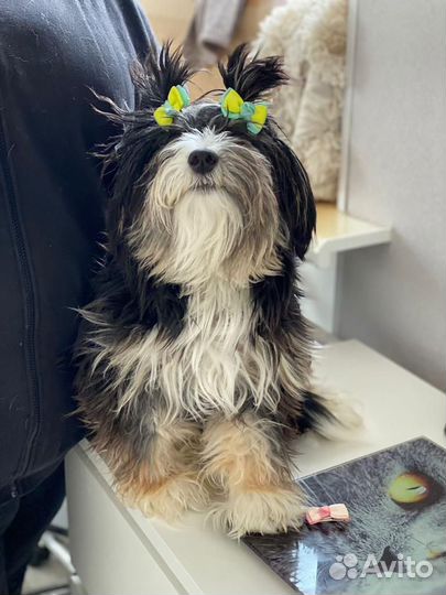 Маленькая собачка терьер в дар Бронь