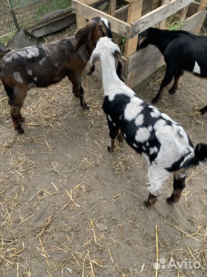 Нубийские козлики и козочки