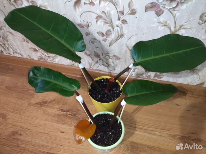 Филодендрон Принц Оранж