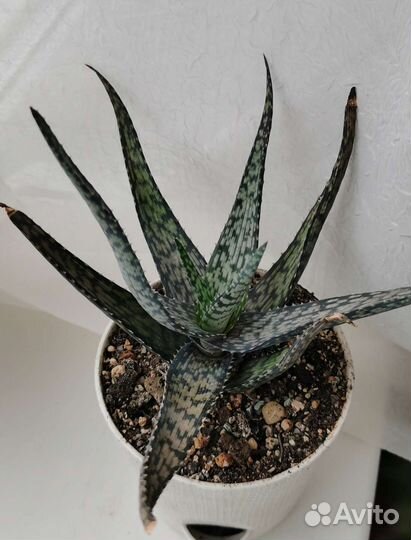 Суккуленты