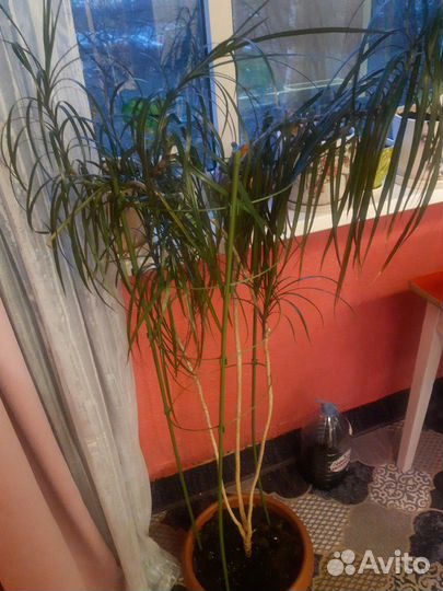 Драцена маргината