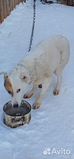 Отдам в добрые руки