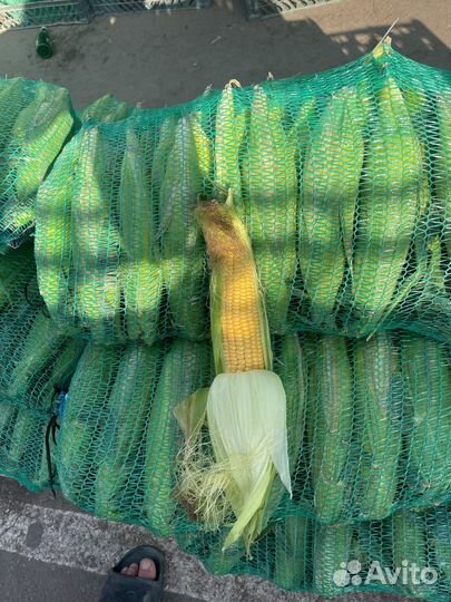 Белая кукуруза