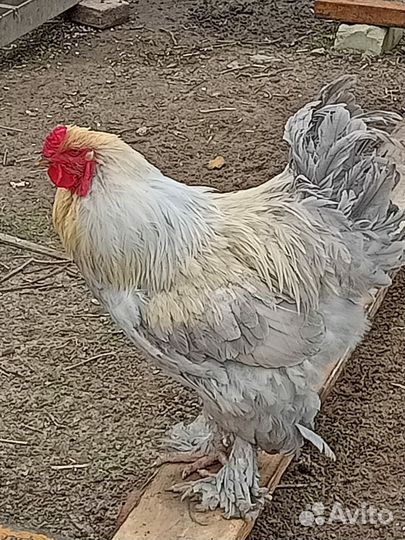 Петух брама