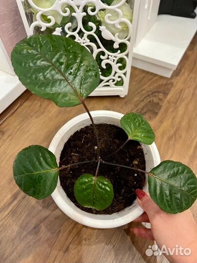 Полисциас фабиан