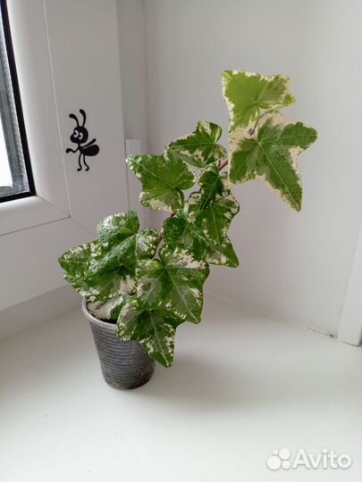 Плющ пестролистный