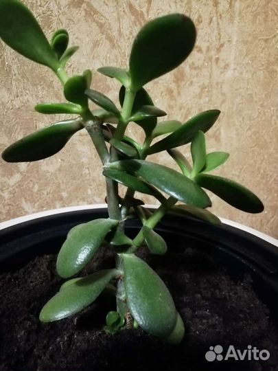 Толстянка (денежное дерево)