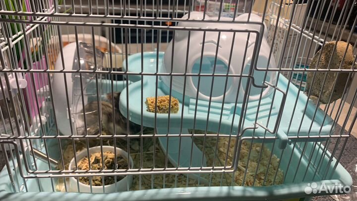 Джунгарский хомяк бесплатно