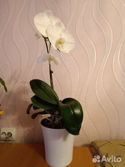 Орхидея фаленопсис