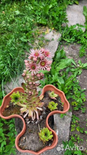 Рассада молодило каменная роза