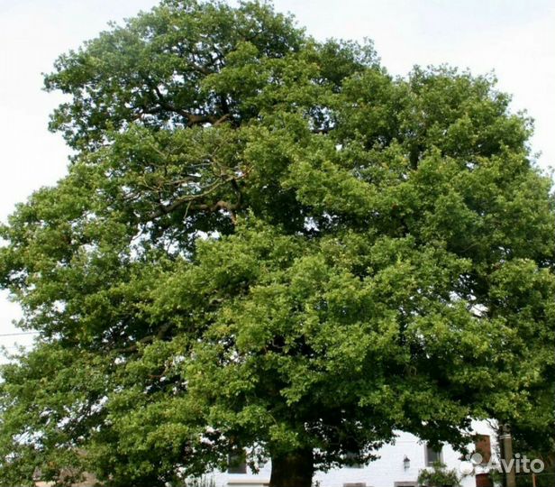 Дуб черешчатый