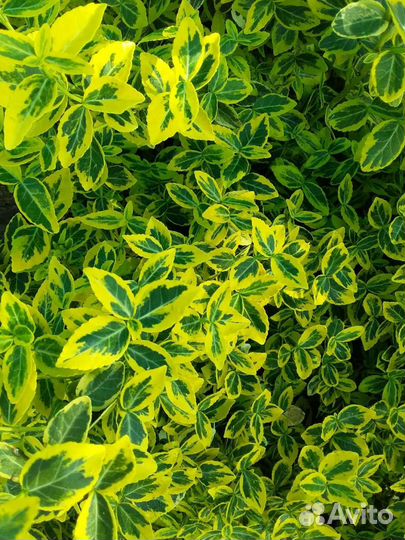 Декоративные кустарники