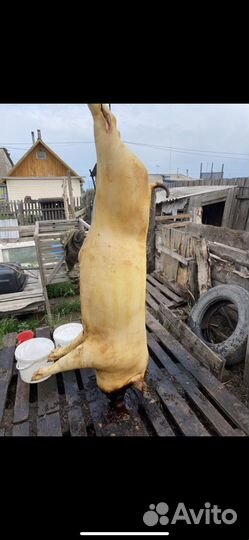 Мясо свинина домашняя / деревенская