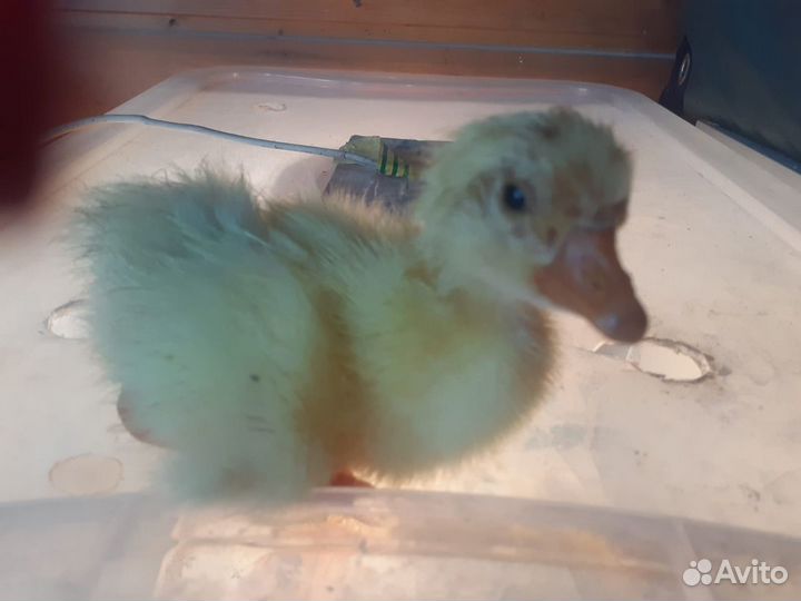 Холмогорские гусята помесь