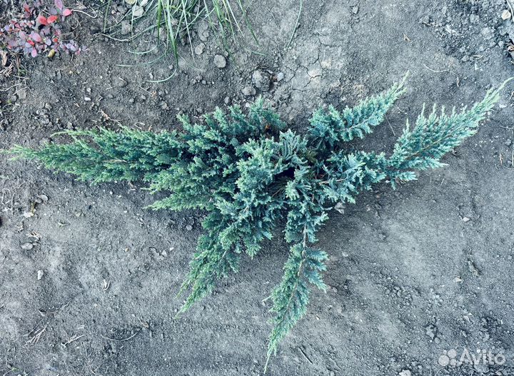 Можжевельник блю чип