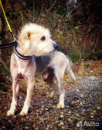 Арчи ищет дом