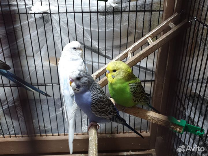 Волнистые попугаи