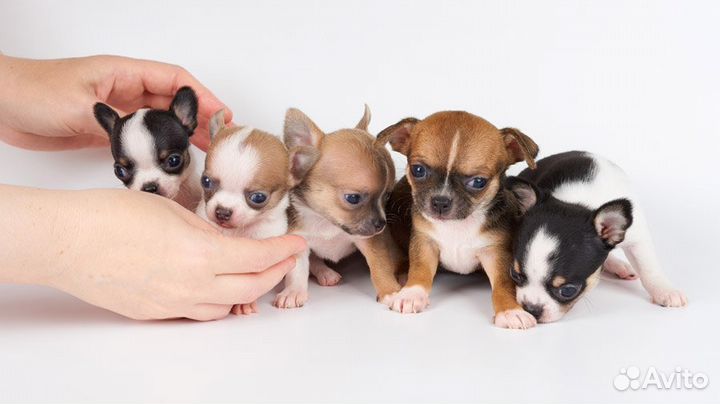Щеночки чихуахуа