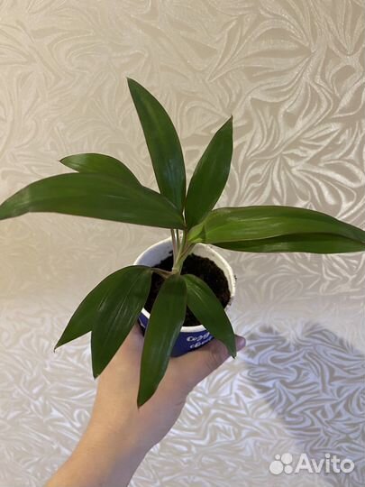 Сингониум, кордилина, комнатные цветы