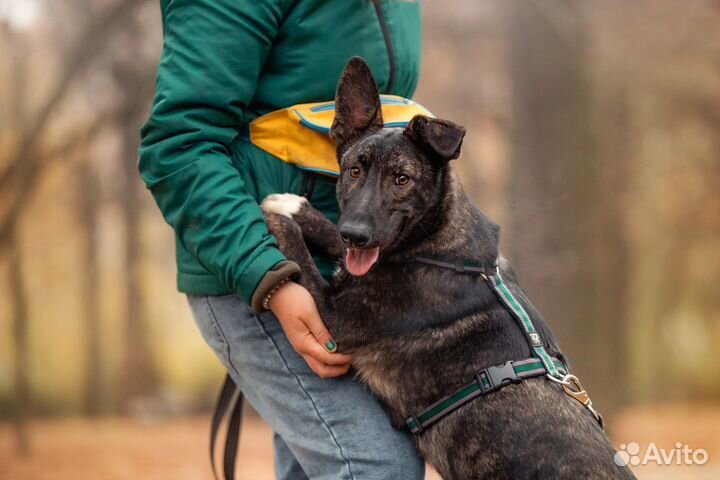 Собака в дар / щенок в добрые руки