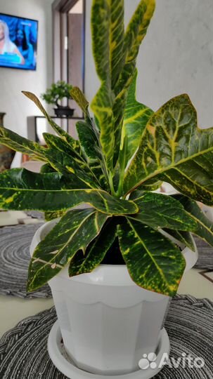 Кодиеум кротон