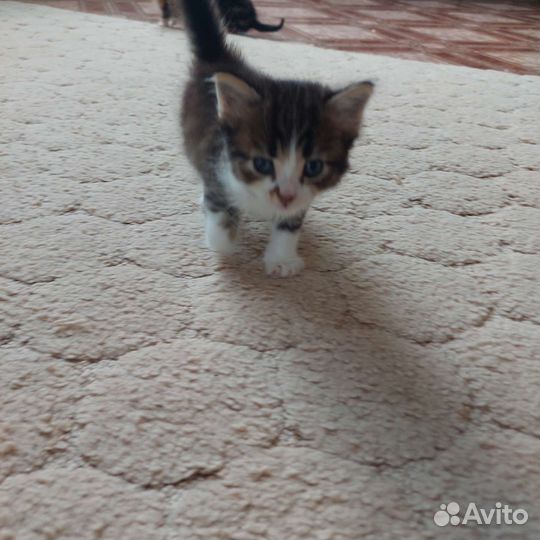 Кошки в добрые руки бесплатно