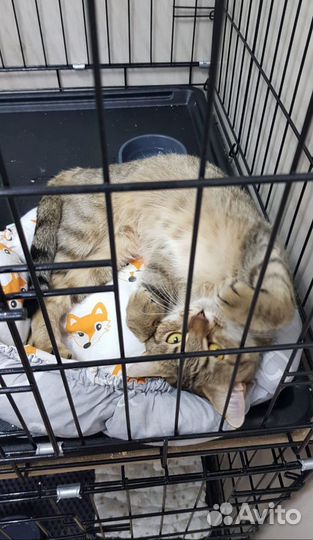 Кошечка Муся