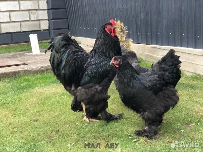 Петух Брама