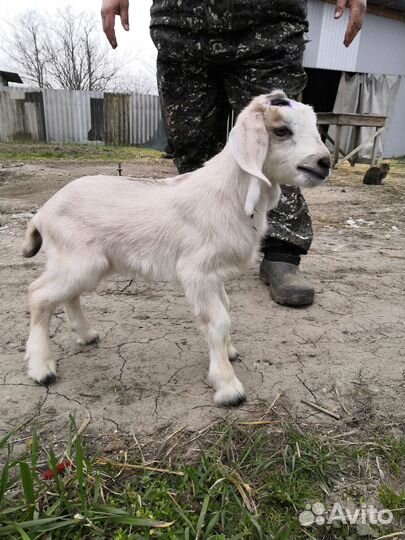 Обезроживаю козлят