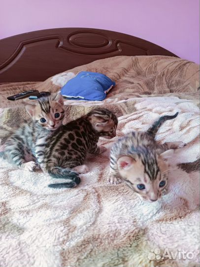 Бенгальские котята