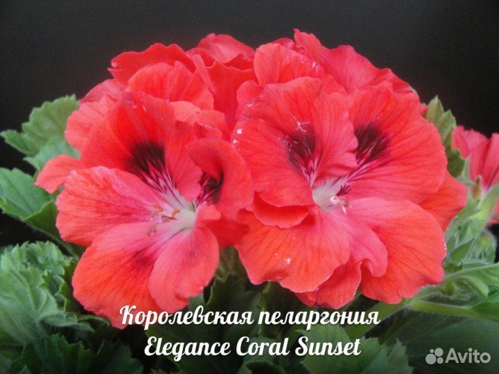 Пеларгония герань