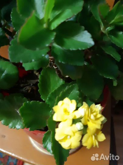 Каланхоэ цветущий