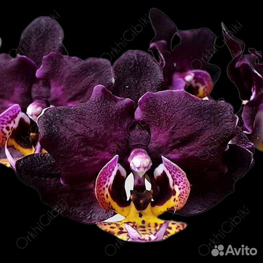 Орхидея Phal. Miki Black Queen