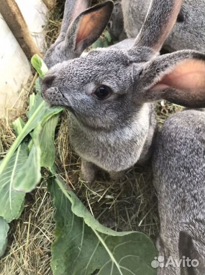 Кролики породы Советская шишнилла