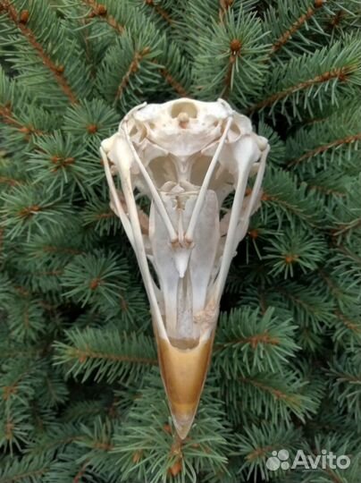 Череп птицы