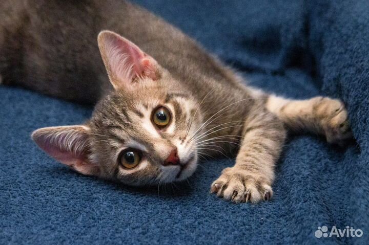 Стесняшка Фогги ищет семью, котёнок