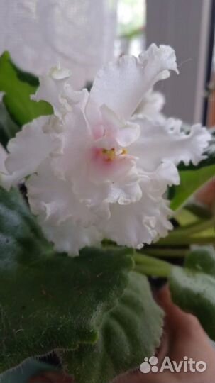 Цветущие фиалки для подарка